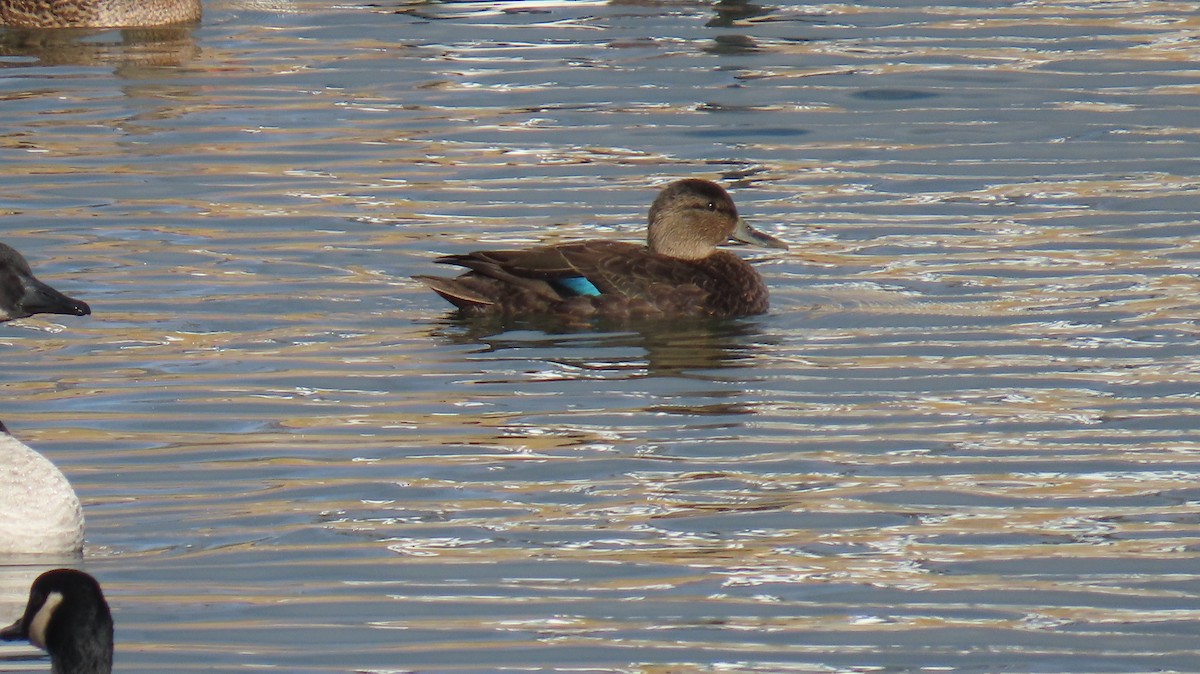 kachna tmavá - ML645655622