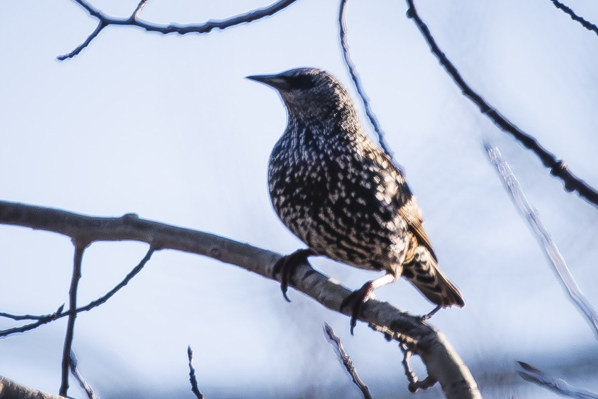 Шпак звичайний - ML645655623