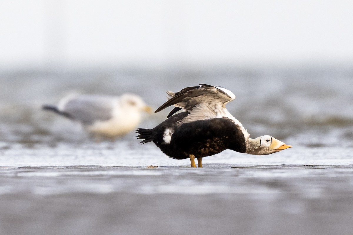 brilleærfugl - ML645655626