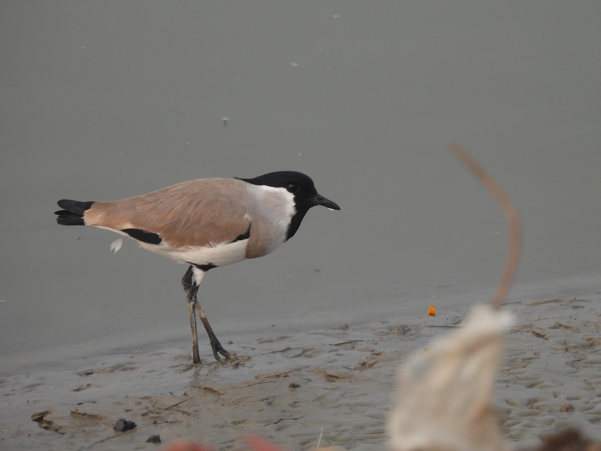 River Lapwing - ML645655631