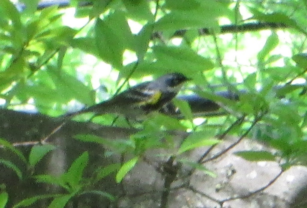 Yellow-rumped Warbler - ML645655655