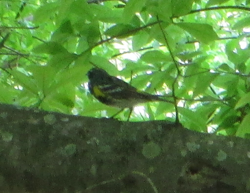 Yellow-rumped Warbler - ML645655656