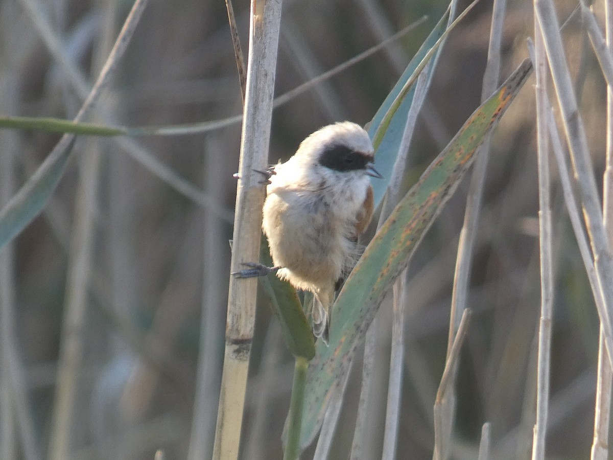 Eurasian Penduline-Tit - ML645655660