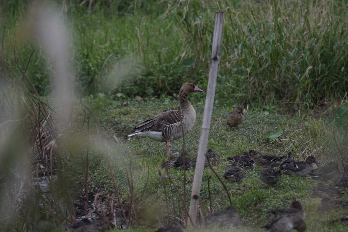 אווז אפור - ML645655666