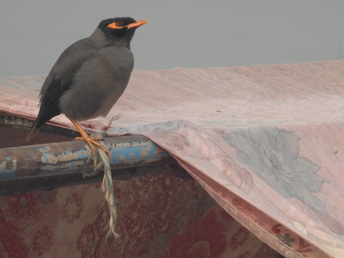 Bank Myna - ML645655675