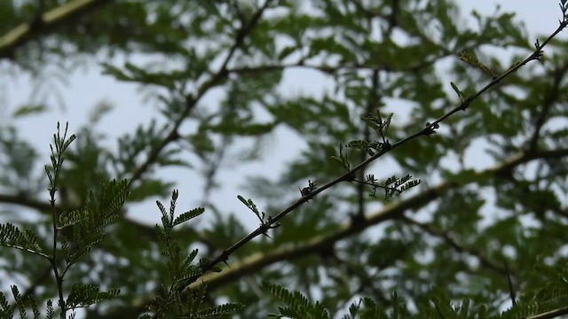 passerine sp. - ML645655691