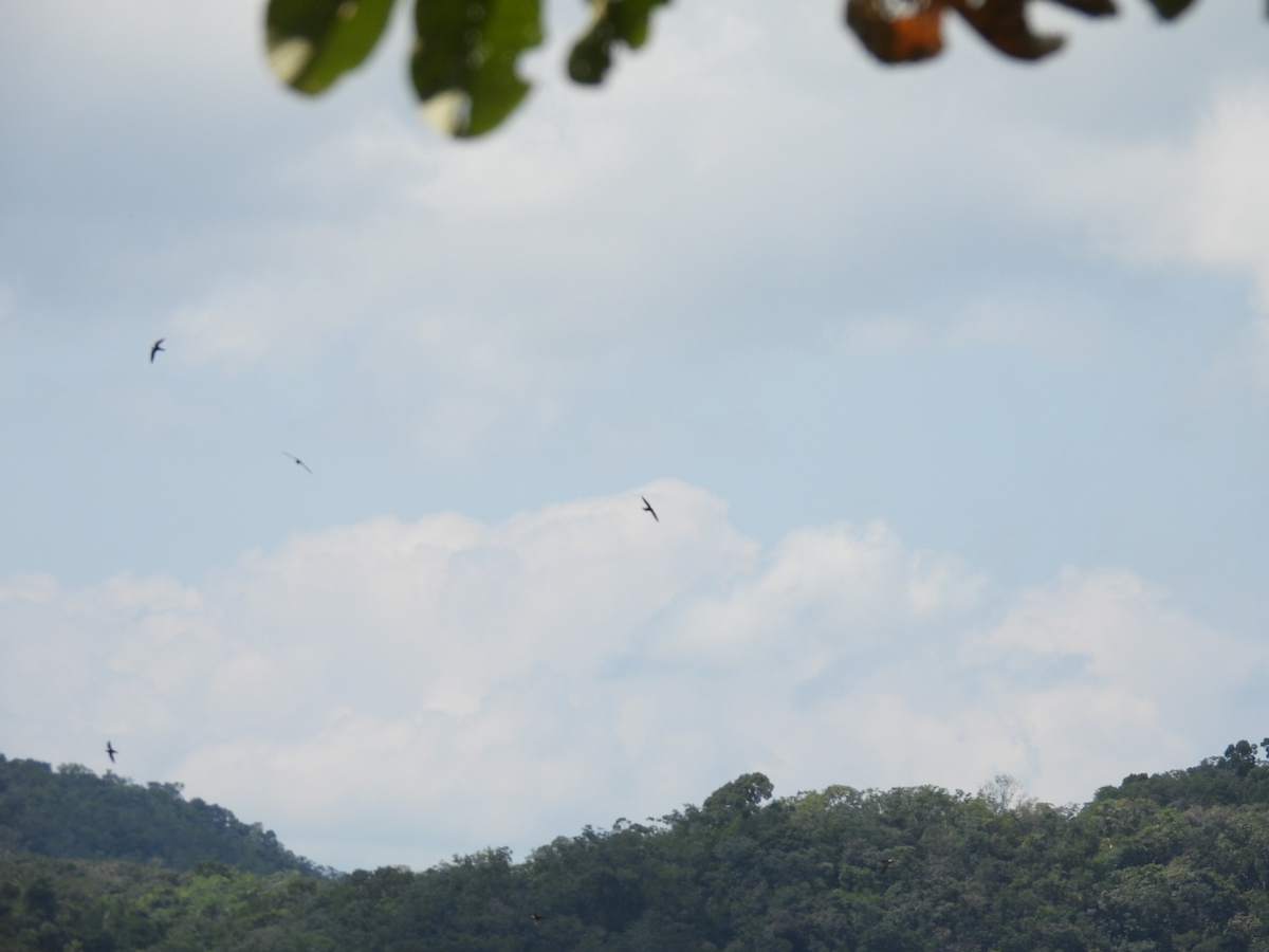 halsbåndseiler - ML645655697