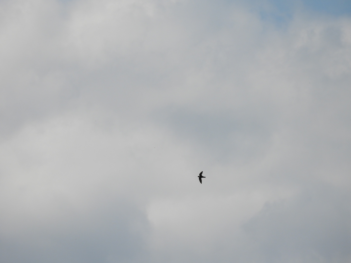 halsbåndseiler - ML645655698