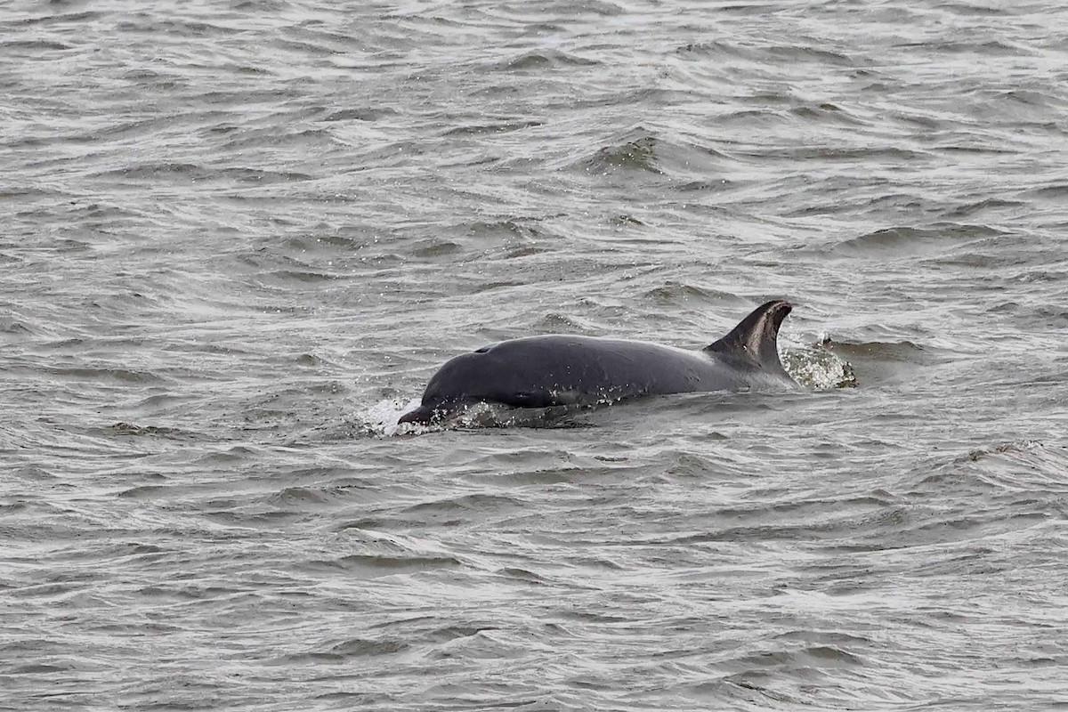 Animals - ML645655709