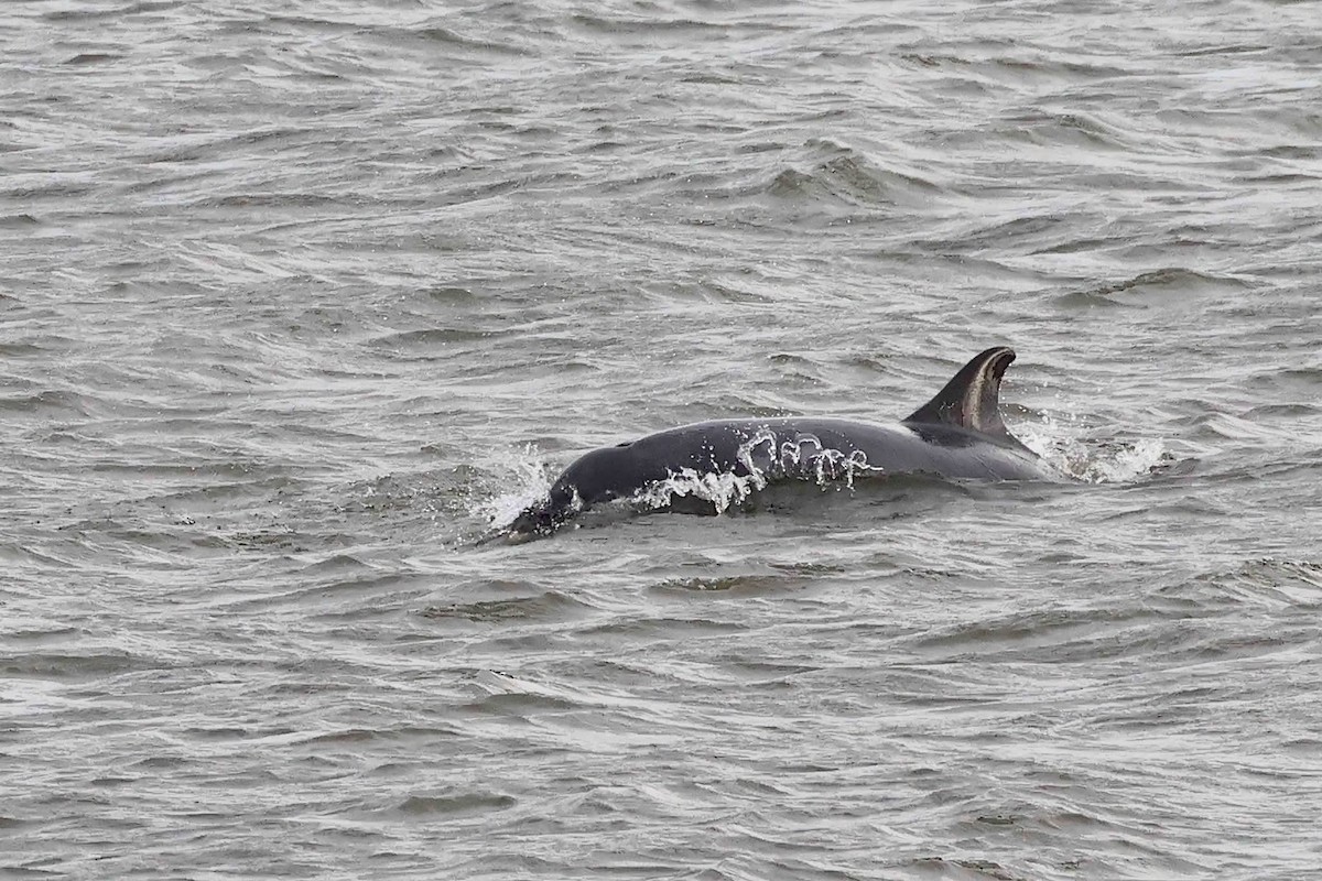 Animals - ML645655710