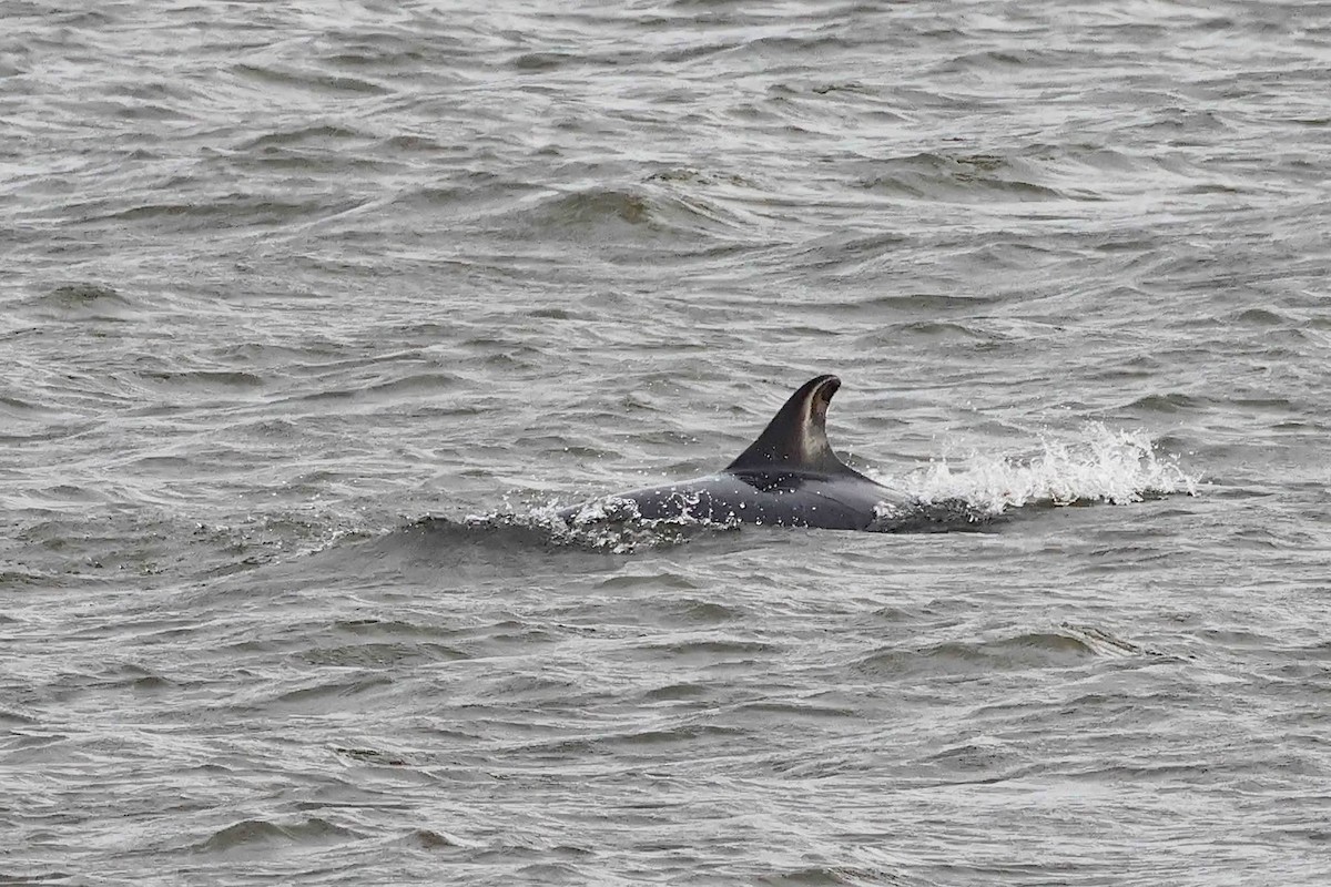 Animals - ML645655711