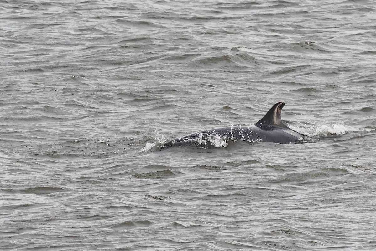 Animals - ML645655712