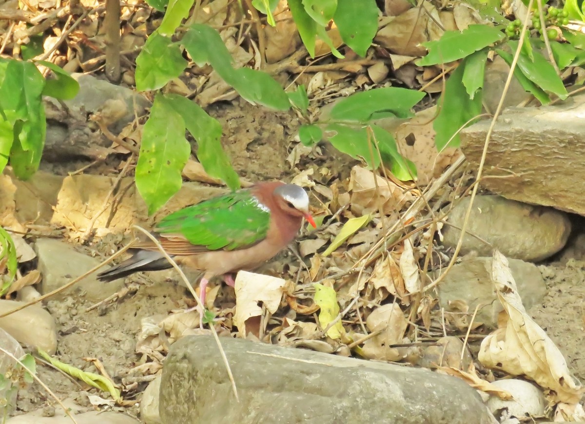 Palomita Esmeralda Cabecigrís - ML645655715