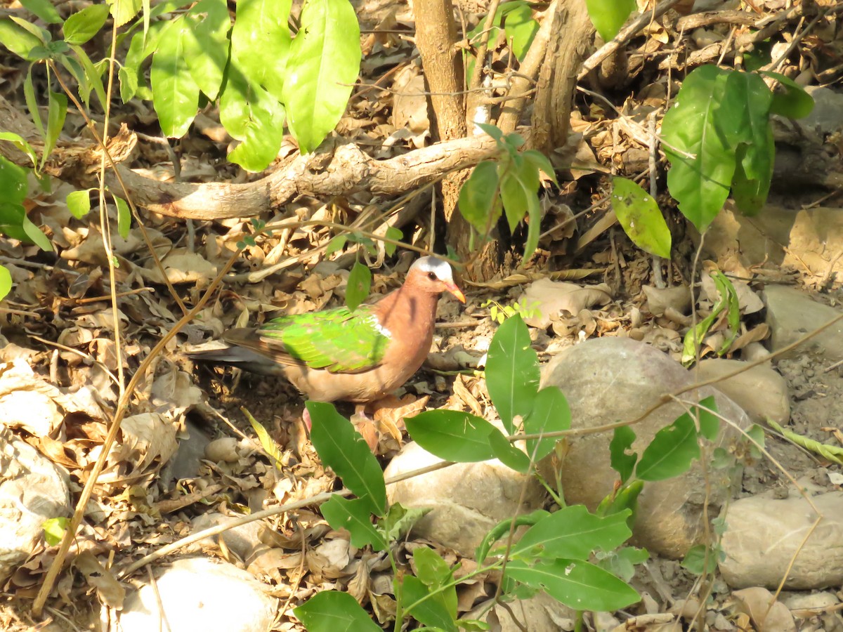 Palomita Esmeralda Cabecigrís - ML645655716