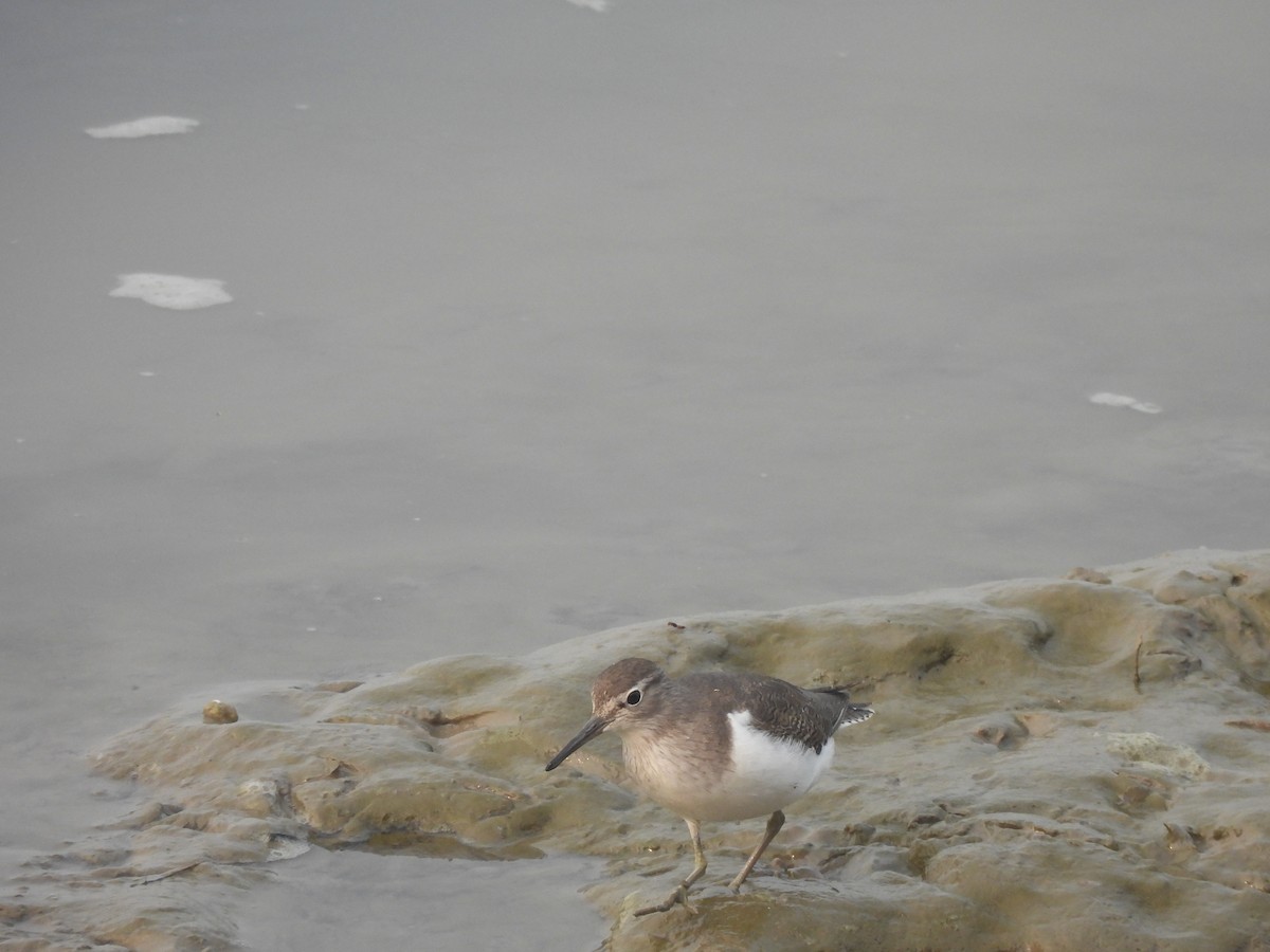 Common Sandpiper - ML645655721