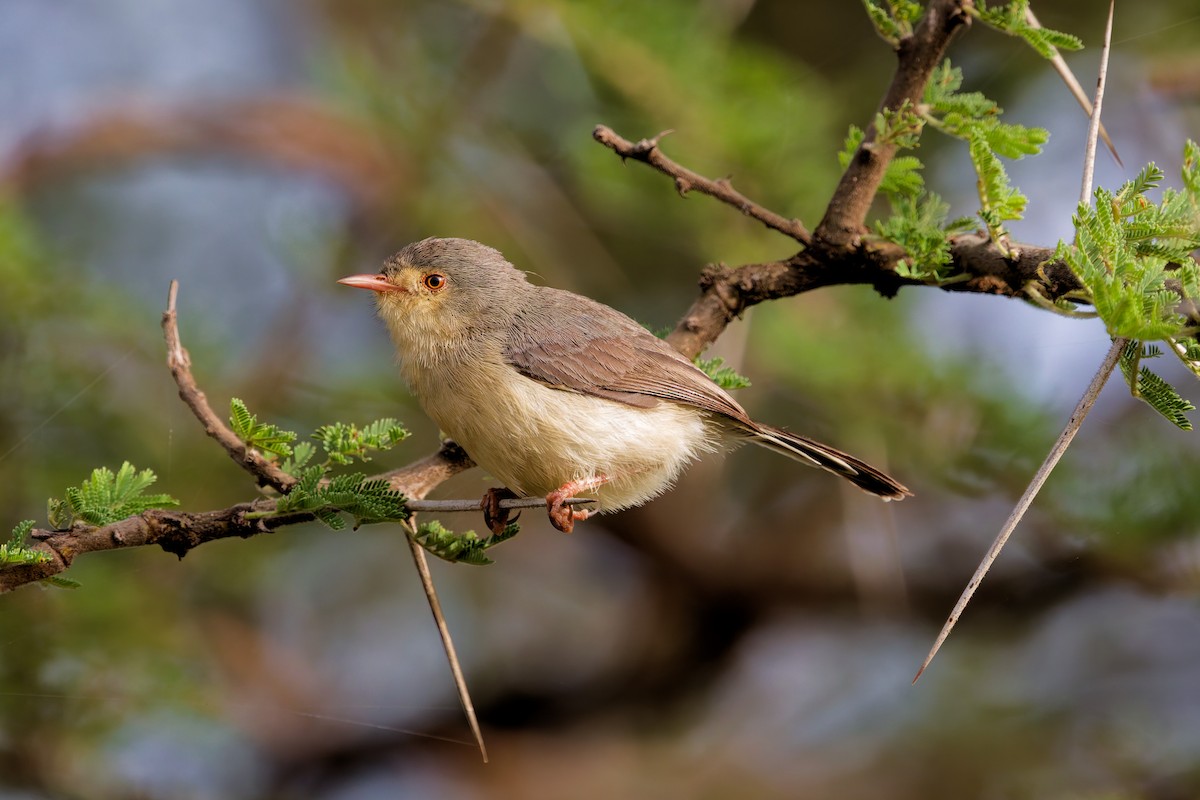 Buff-bellied Warbler - ML645655729
