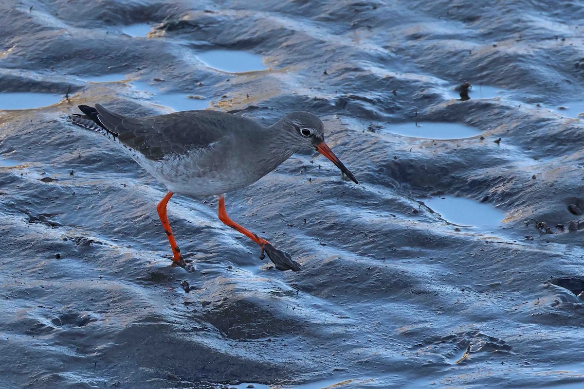 Archibebe Común - ML645655730