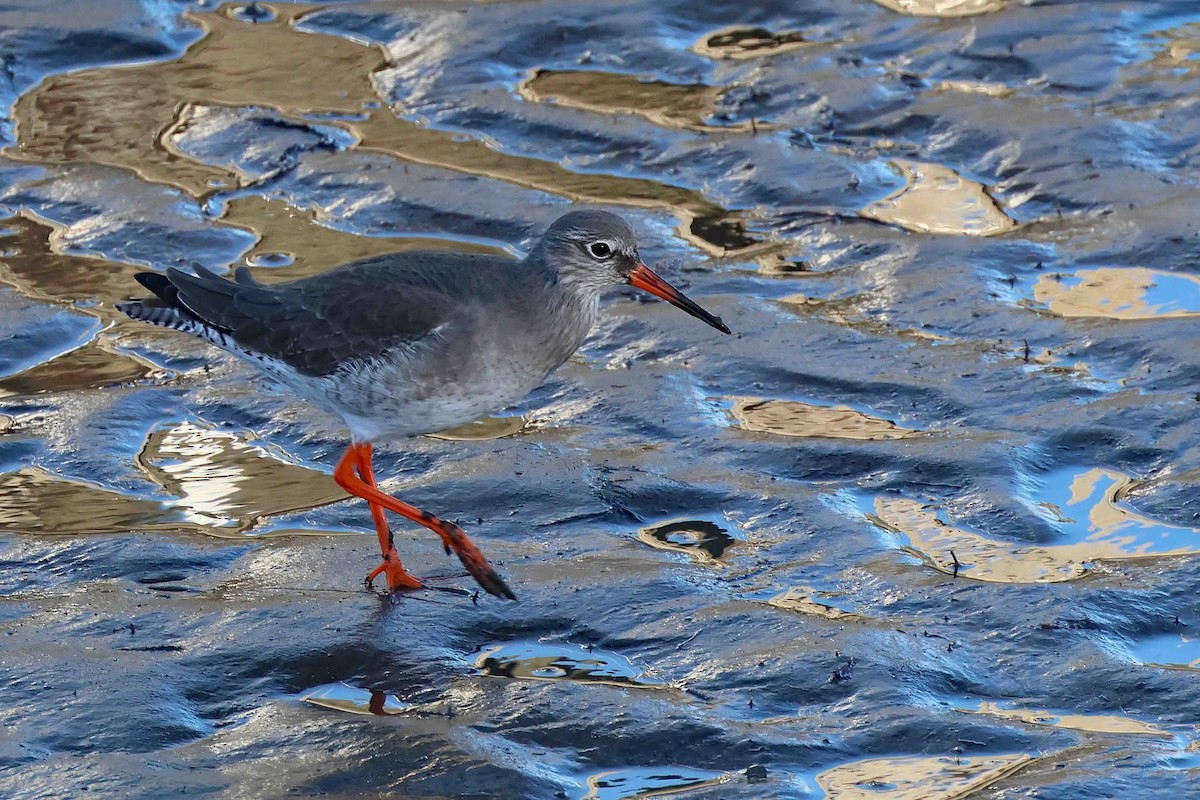 Archibebe Común - ML645655731