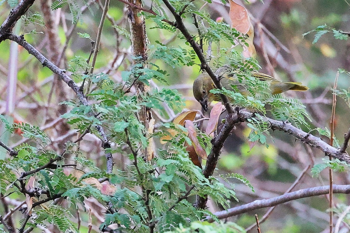 Tejedor de Rüppell - ML645655732