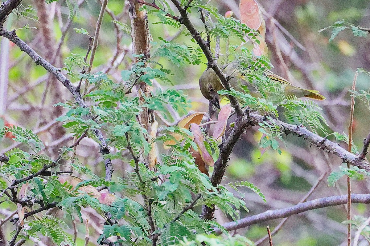 Tejedor de Rüppell - ML645655734