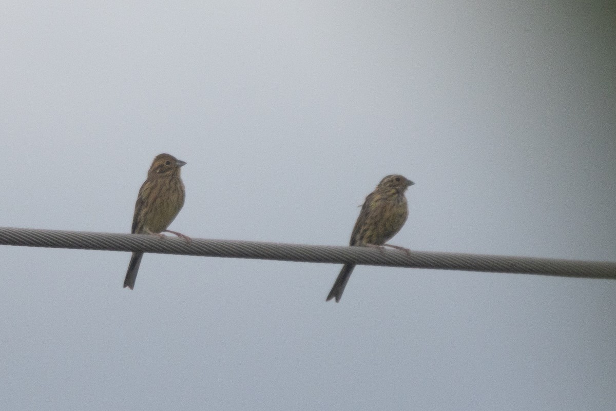 Escribano Soteño - ML645655736