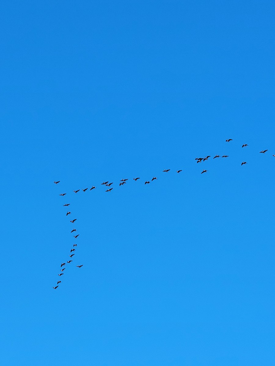 Ánsar Careto - ML645655739