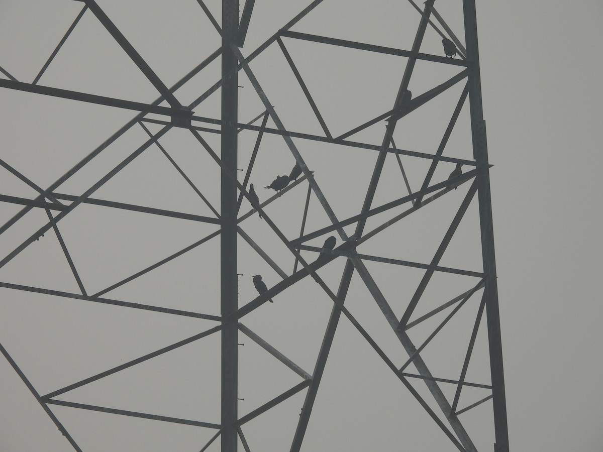 Cormorán Grande - ML645655746