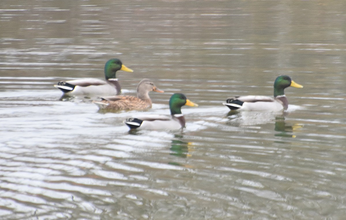 Ánade Azulón - ML645655748