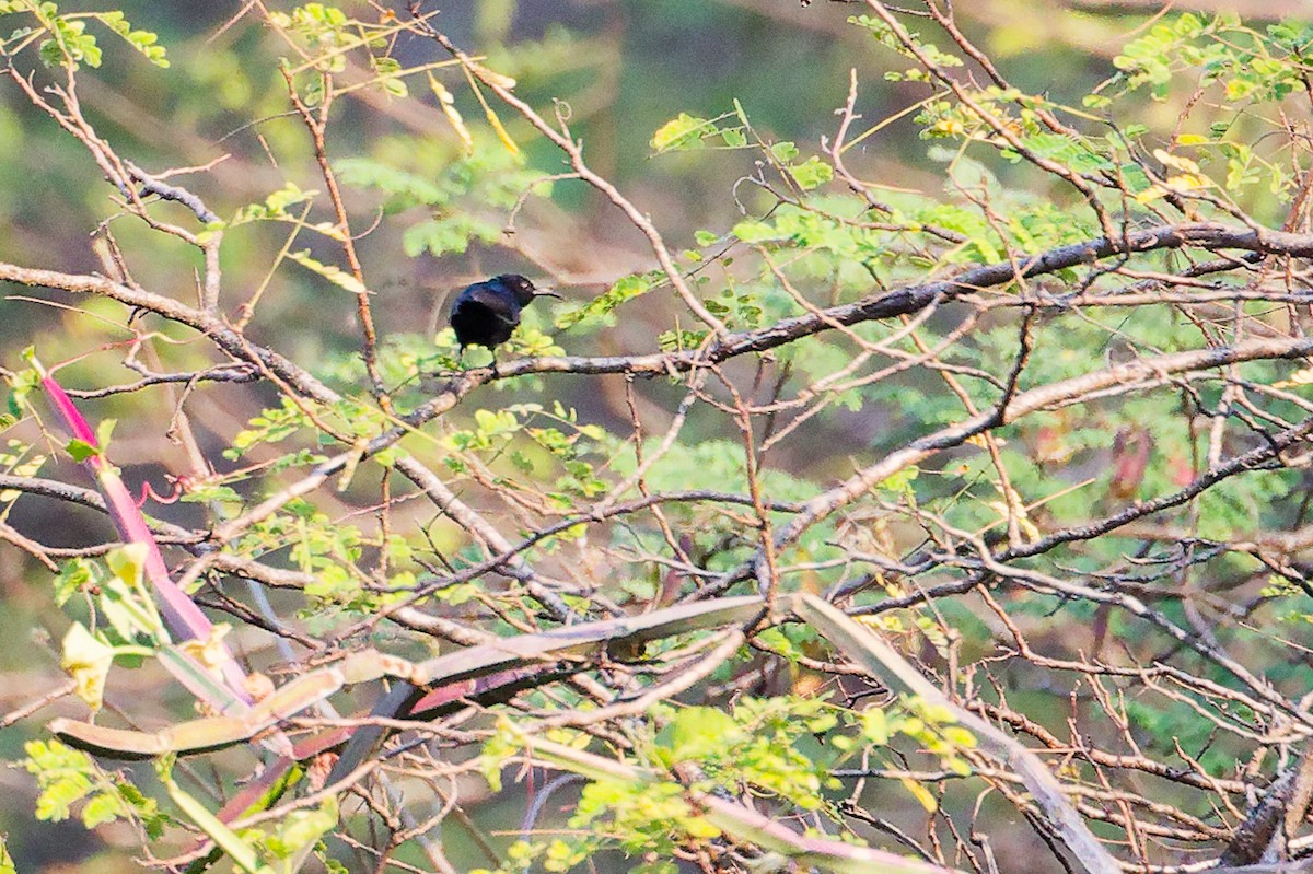 Suimanga Palestino - ML645655749