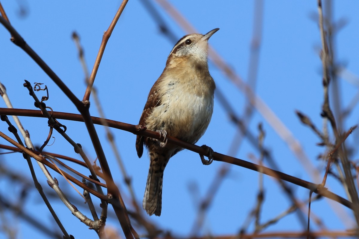 Cucarachero de Carolina - ML645655751