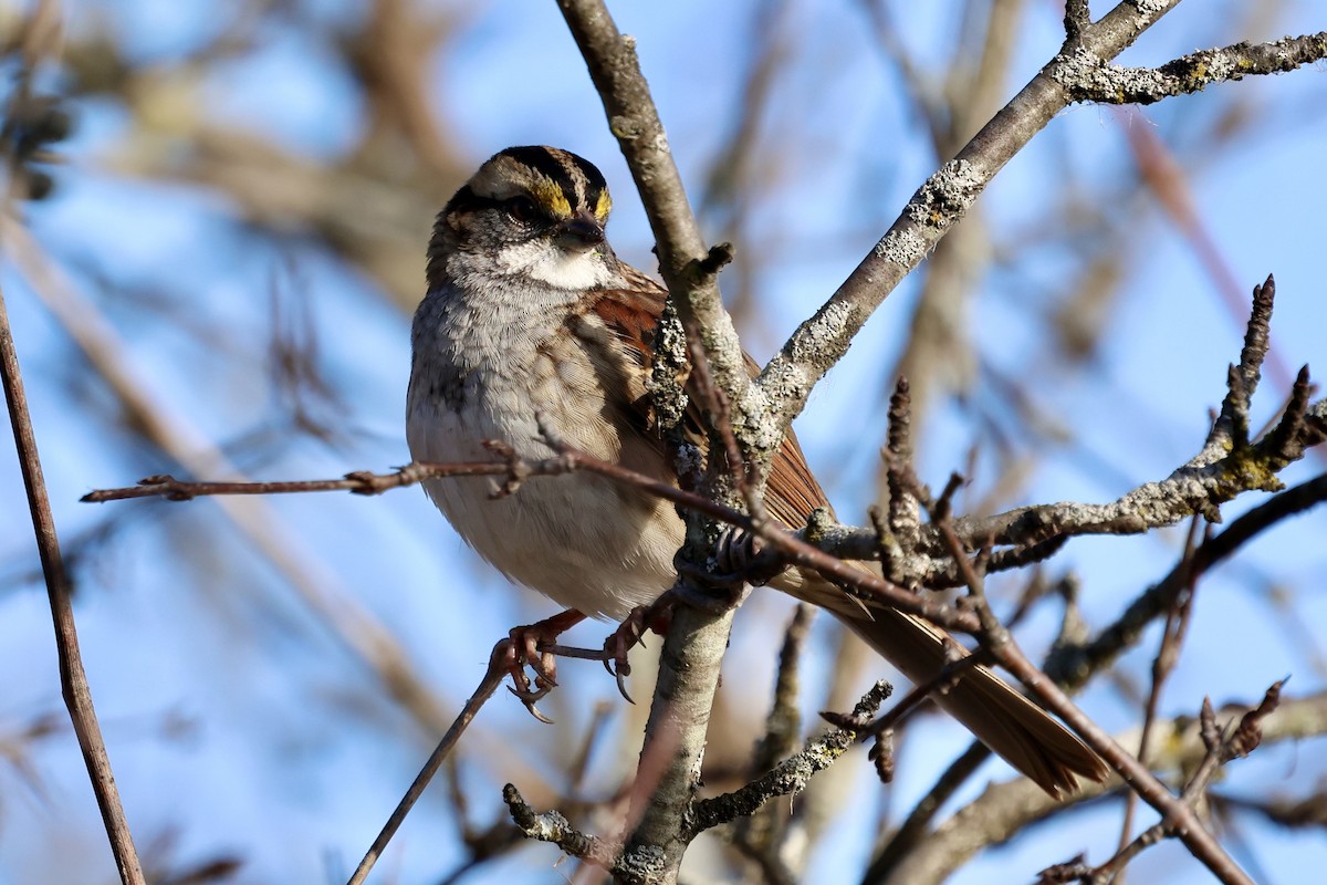 Chingolo Gorjiblanco - ML645655756