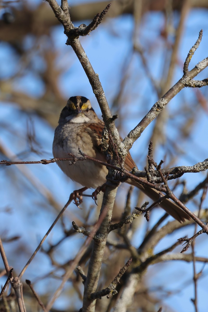Chingolo Gorjiblanco - ML645655757