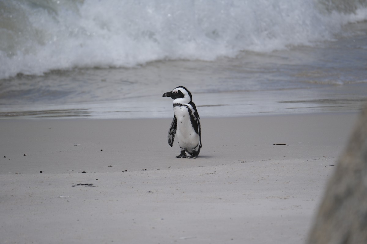 Pingüino de El Cabo - ML645655758