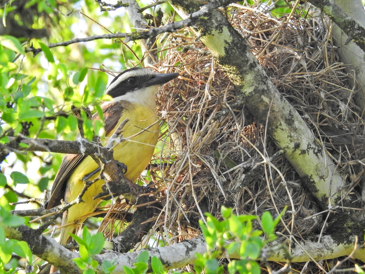 Bienteveo Común - ML645655759