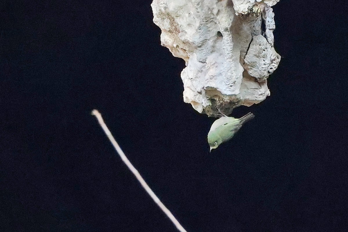 Anteojitos Abisinio - ML645655761