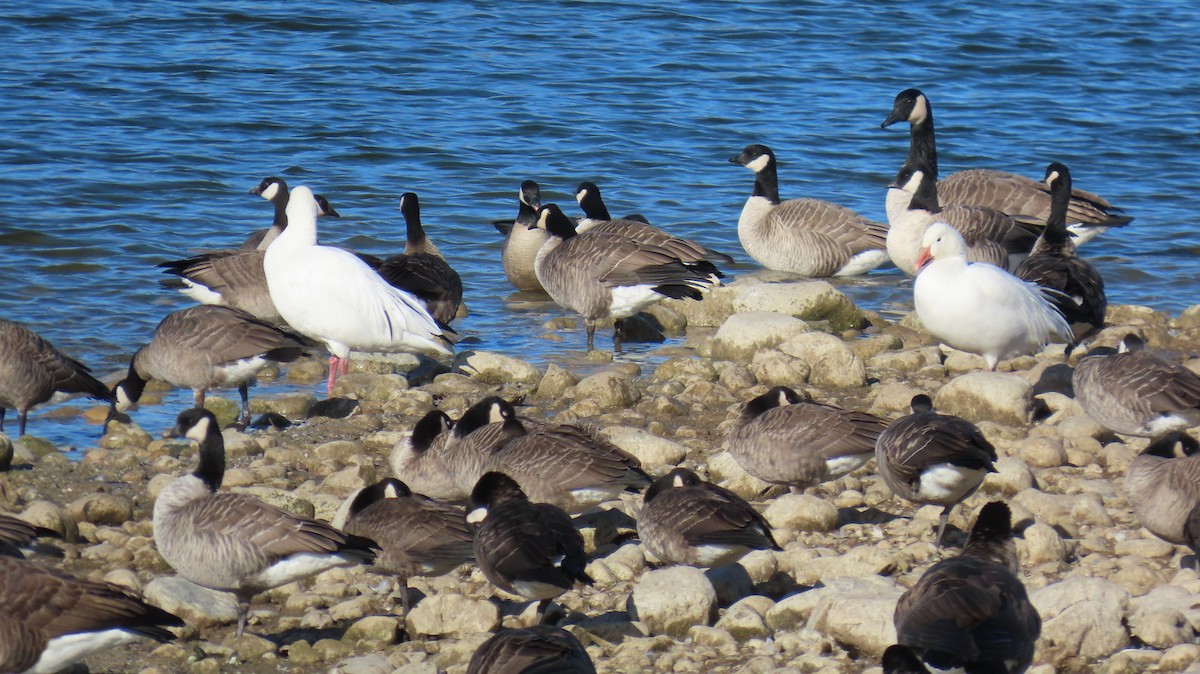 Snow Goose - ML645655768