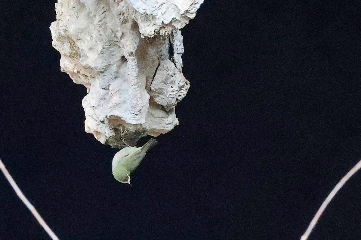 Anteojitos Abisinio - ML645655772