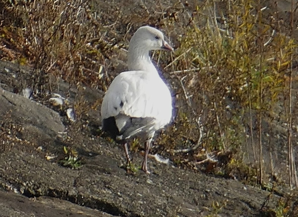 Snow x Ross's Goose (hybrid) - ML645655776