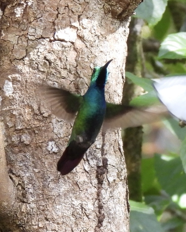 Green-breasted Mango - ML645655777