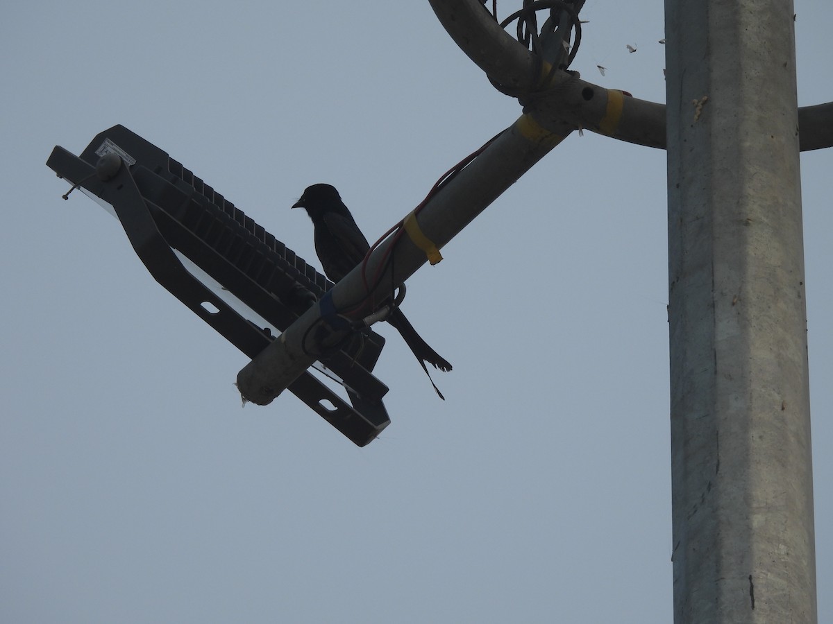 Black Drongo - ML645655778