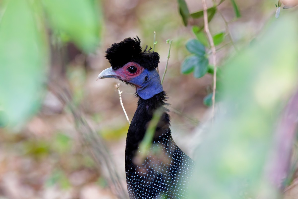 Eastern Crested Guineafowl - ML645655790
