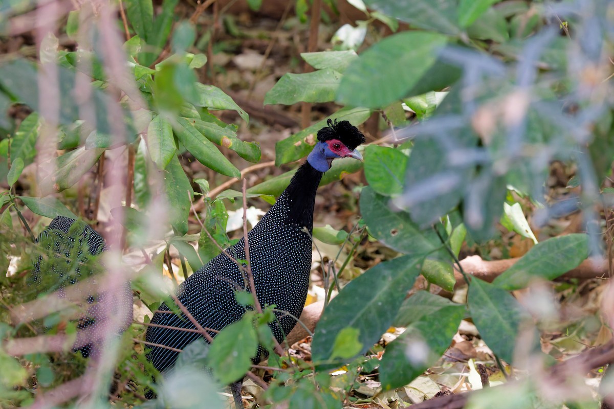 Eastern Crested Guineafowl - ML645655791