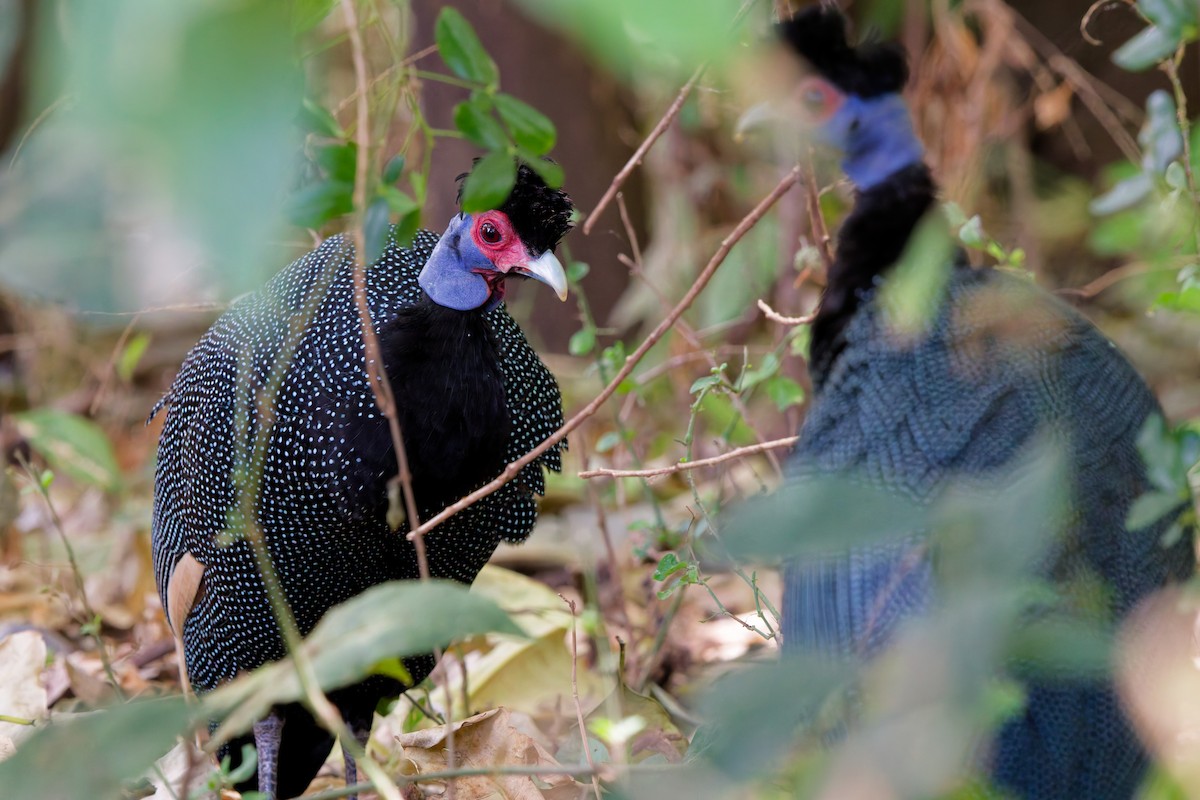 Eastern Crested Guineafowl - ML645655792