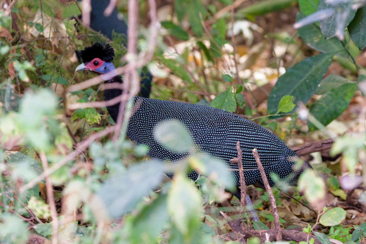 Eastern Crested Guineafowl - ML645655793