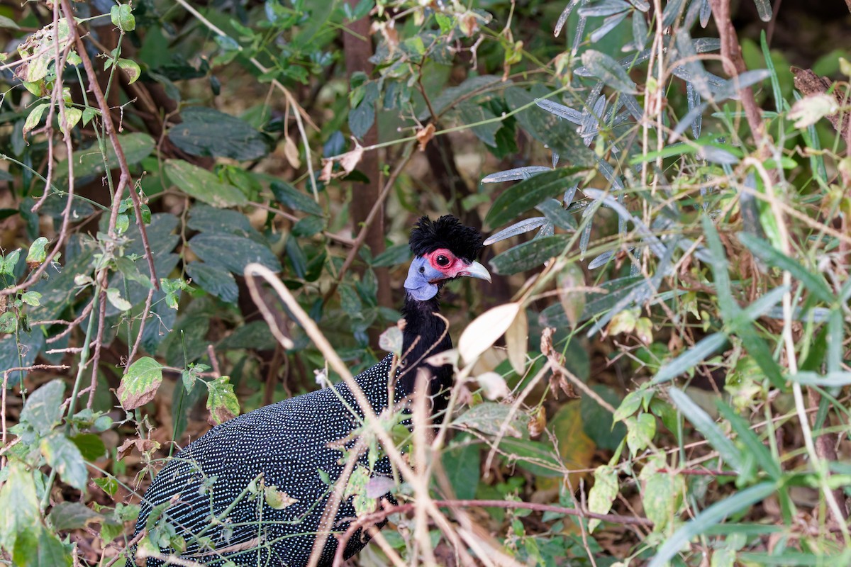 Eastern Crested Guineafowl - ML645655794