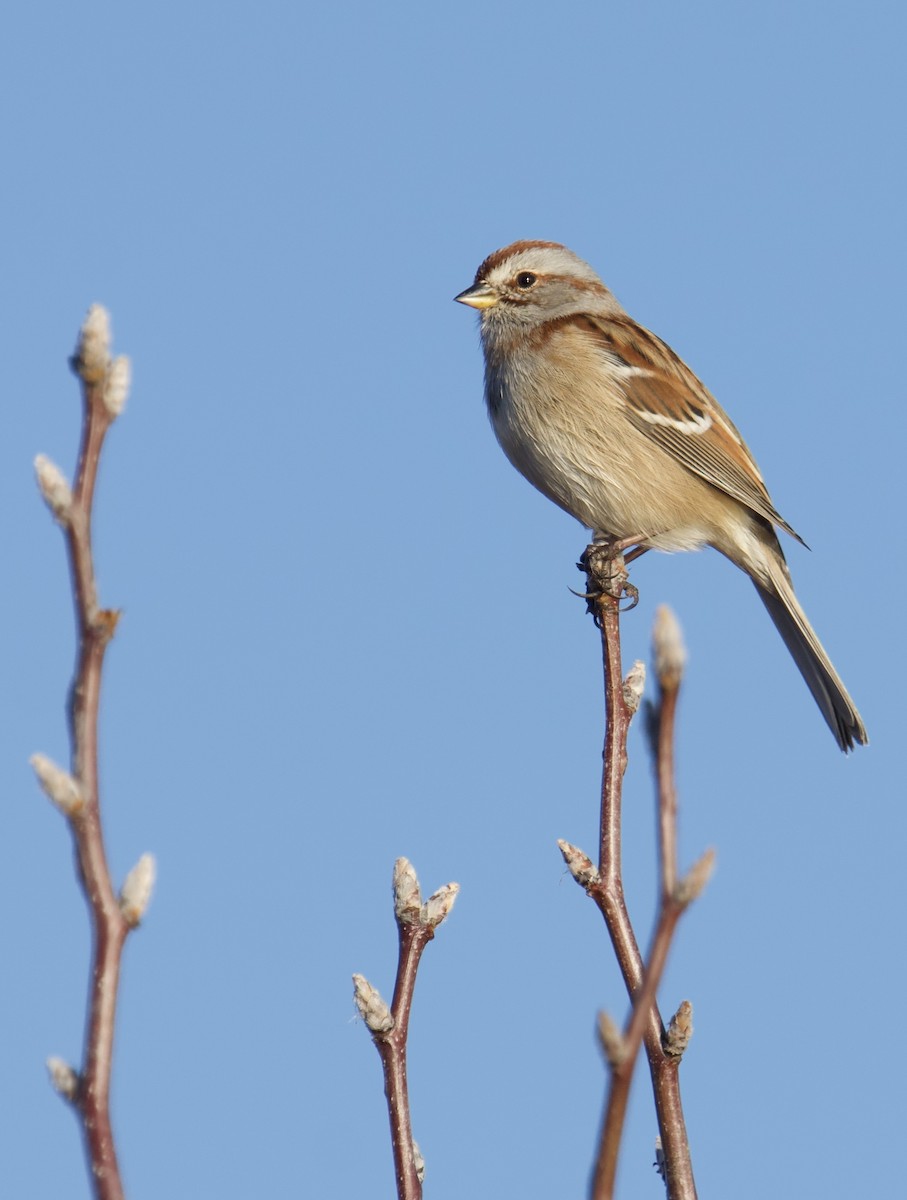 Пасовник північний - ML645655795