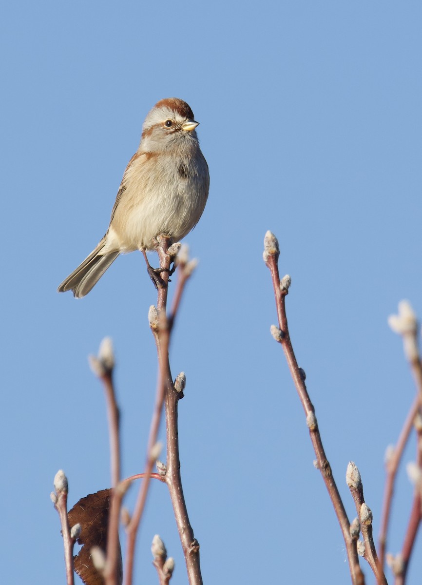 Пасовник північний - ML645655796