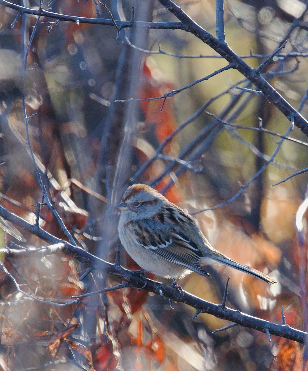 Пасовник північний - ML645655797