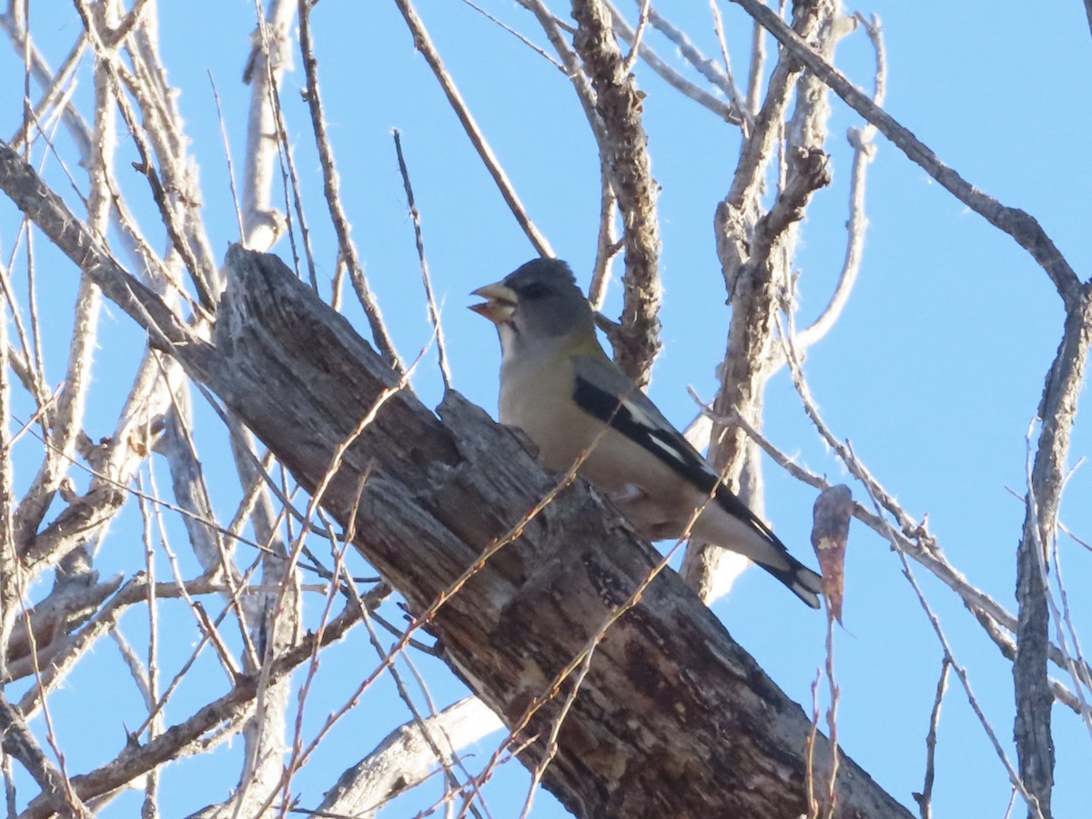 Evening Grosbeak - ML645655800