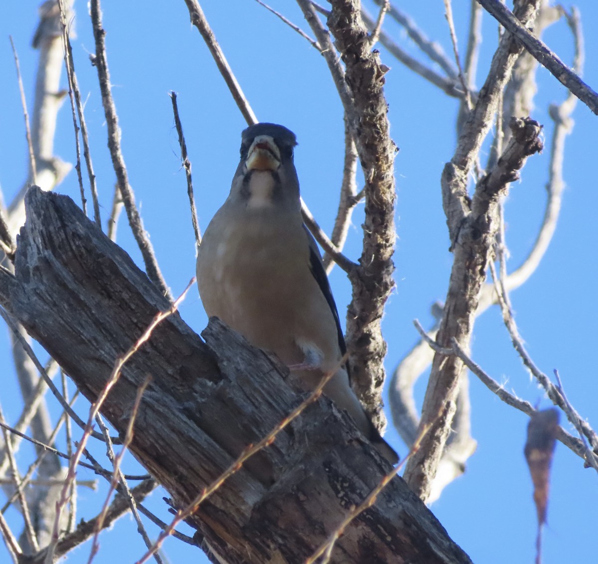 Evening Grosbeak - ML645655801